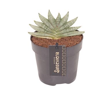 Sansevieria 'Inti Mini No.3'