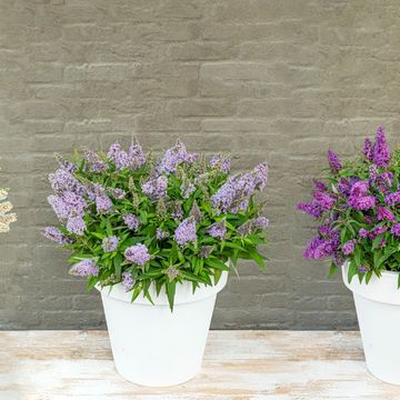 Buddleja davidii BUTTERFLY CANDY LITTLE MIX