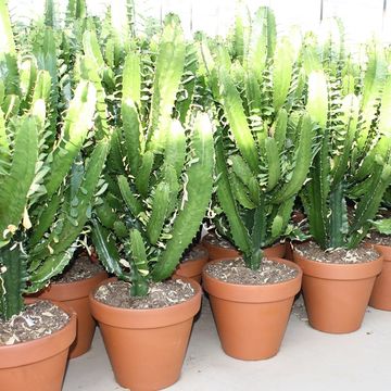 Euphorbia acrurensis