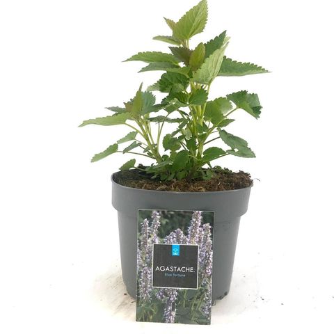 Agastache 'Blue Fortune'