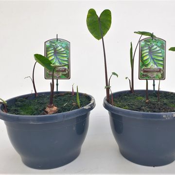 Colocasia 'Pharaoh’s Mask'