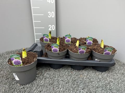 Allium 'Globemaster'