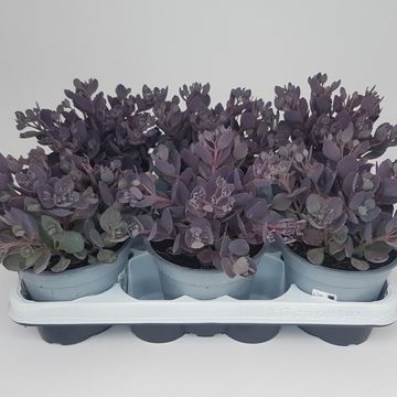 Sedum 'Red Canyon'