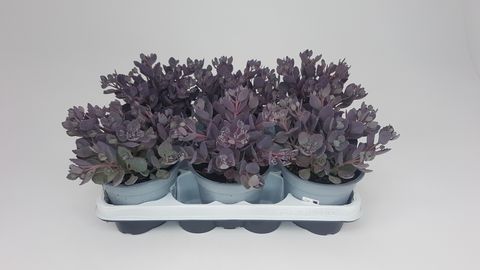 Sedum 'Red Canyon'