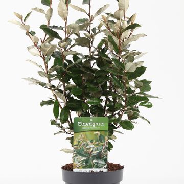 Elaeagnus x ebbingei 'Compacta'