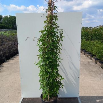 Clematis montana rubens (M)