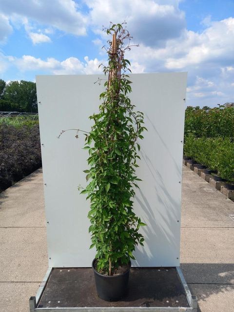 Clematis montana rubens (M)