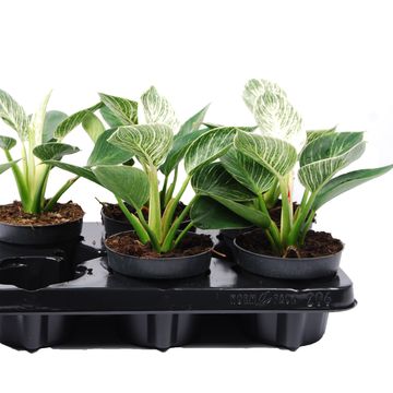 Philodendron BIRKIN / WHITE MEASURE