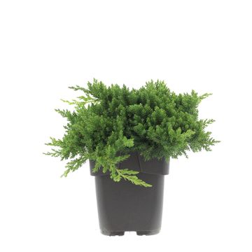 Juniperus procumbens 'Nana'