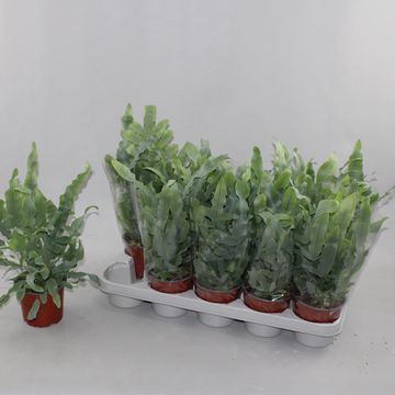 Phlebodium aureum 'Блю Стар'