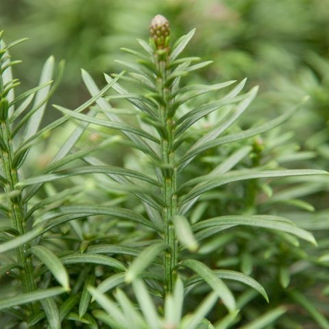 Cephalotaxus harringtonii 'Fastigiata'