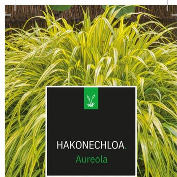 Hakonechloa macra 'Aureola'