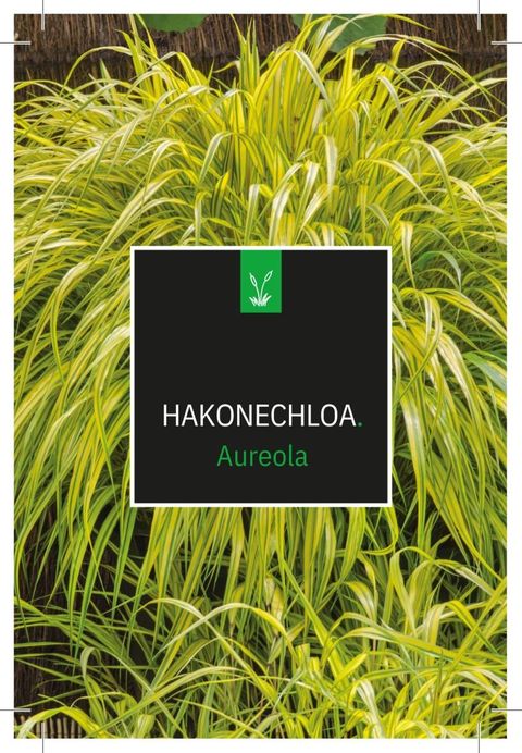Hakonechloa macra 'Aureola'