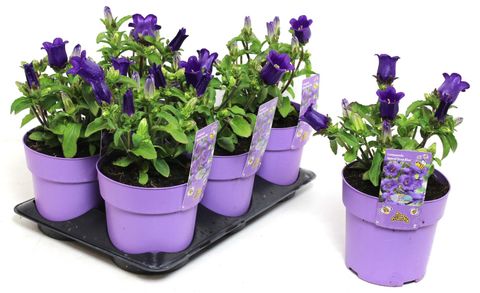 Campanula medium APPEAL DEEP BLUE