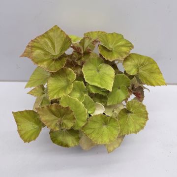 Begonia JUNGLE WONDER BROWN