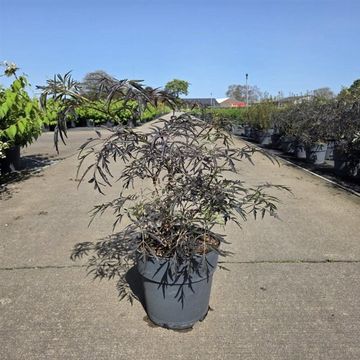 Sambucus nigra BLACK LACE
