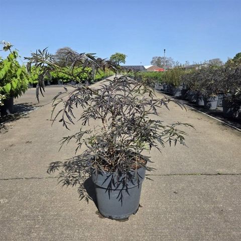 Sambucus nigra BLACK LACE