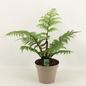 Cyathea tomentosissima 'Highland Lace'