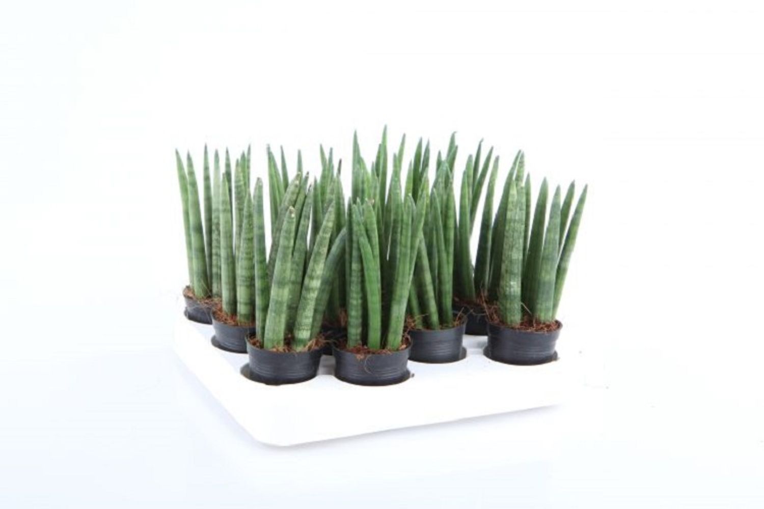 Sansevieria Cylindrica — Plant Wholesale Floraccess 