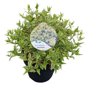 Abelia x grandiflora JELLY BEANS