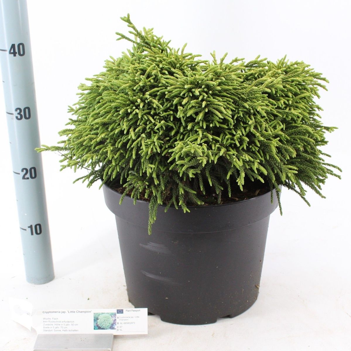 Cryptomeria japonica ‘Little Champion’ — Plant Wholesale FlorAccess