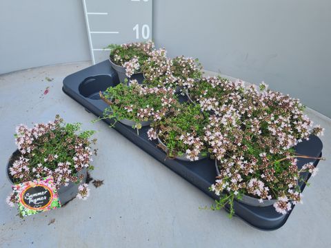 Thymus praecox 'Vey'