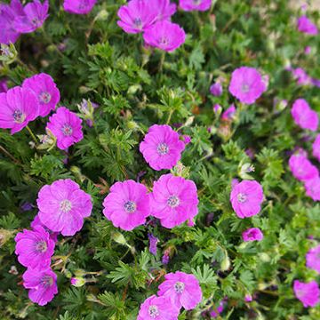 Geranium sanguineum 'Vision Violet'