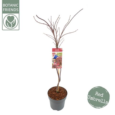 Acer palmatum 'Garnet'