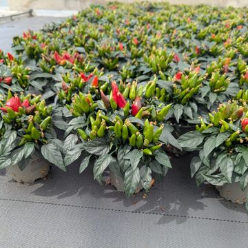 Capsicum annuum MIX