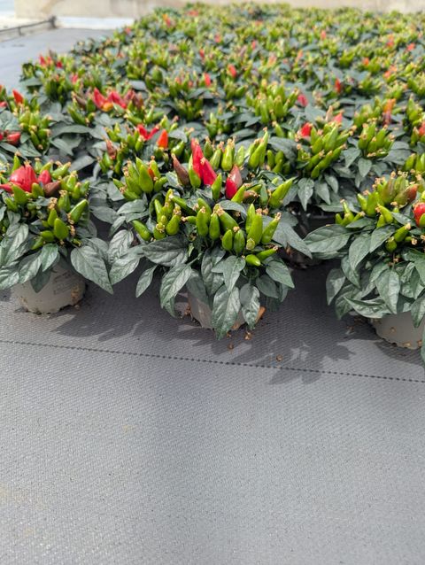 Capsicum annuum MIX