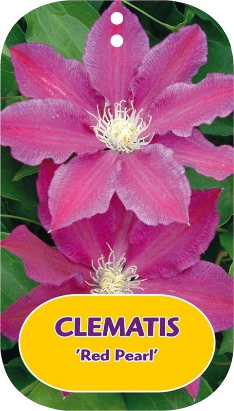 Clematis 'Red Pearl' (EL)