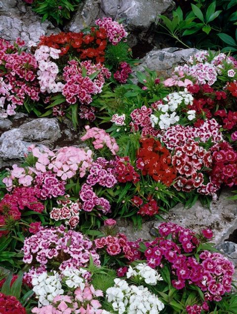 Dianthus barbatus 'Indianer Teppich'