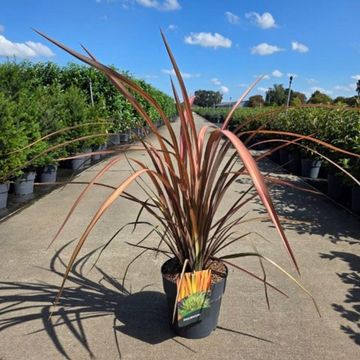 Phormium 'Pink Panther'