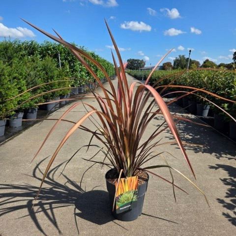 Phormium 'Pink Panther'