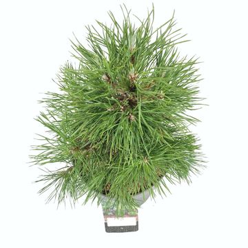 Pinus sylvestris 'Moseri'
