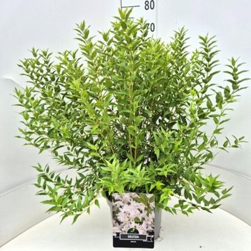 Deutzia gracilis