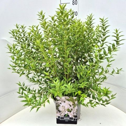 Deutzia gracilis