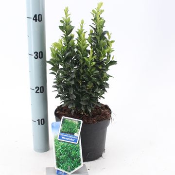 Euonymus japonicus 'Микрофиллус'