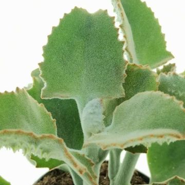 Kalanchoe beharensis