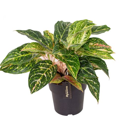 Aglaonema 'Twiggy Red'