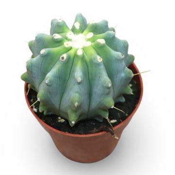 Ferocactus glaucescens inermis