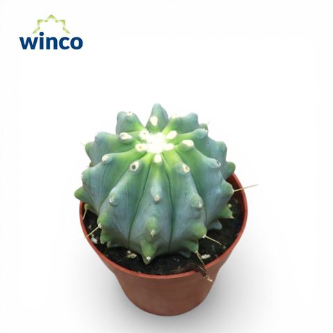 Ferocactus glaucescens inermis