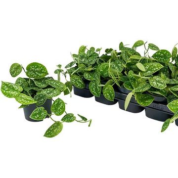 Scindapsus pictus 'Argyraeus'