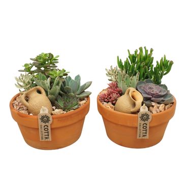 Düzenlemeler Succulents