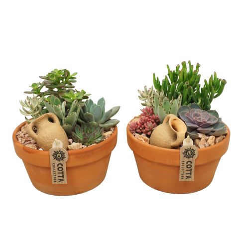 Ετοιμασίες Succulents