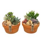 Composizione Succulents