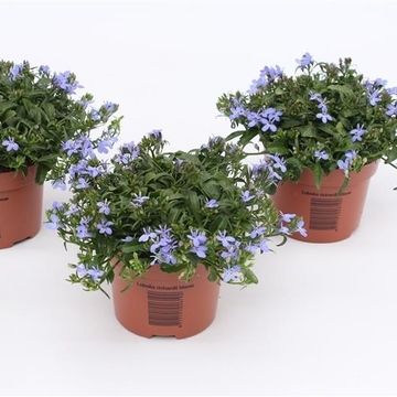 Lobelia 'Richardii'