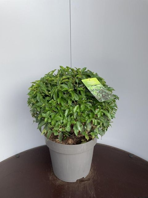 Prunus lusitanica 'Angustifolia'