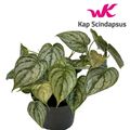 Philodendron brandtianum