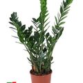 Zamioculcas zamiifolia